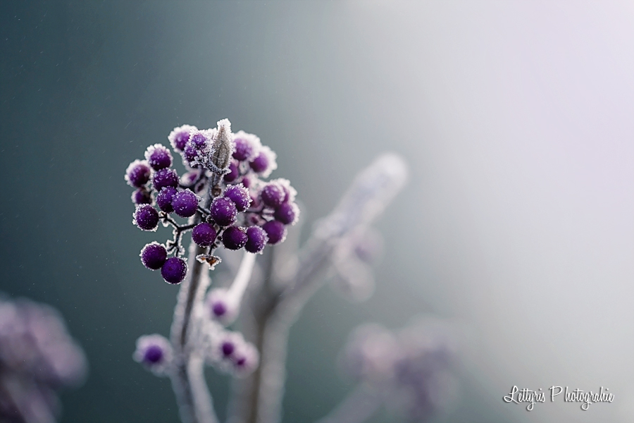 Fleurs macrophotographie