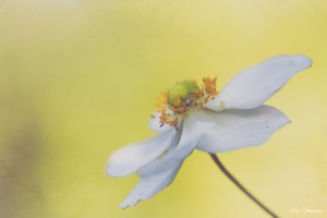 Fleur macrophotographie